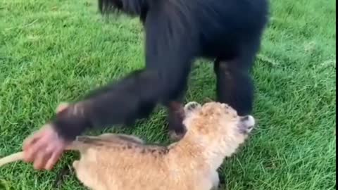 Funny monkey 🐒 #shorts video by rumble