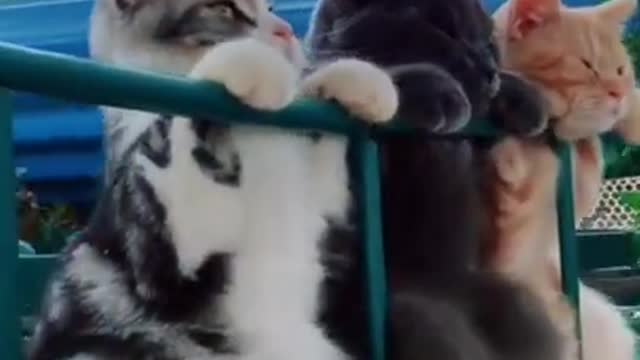 Funny cat hagging on bar