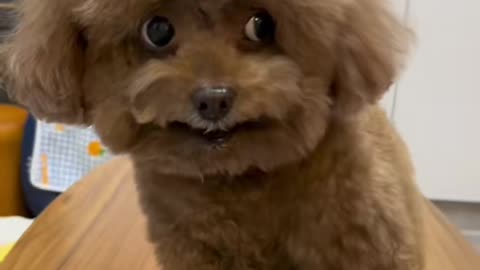 faces#cute #funny