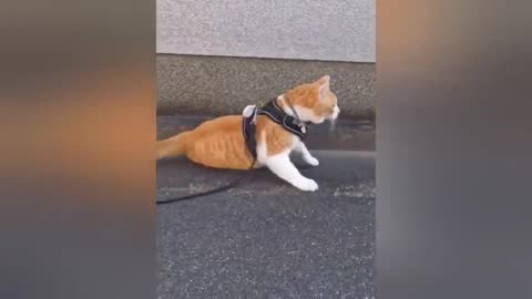 funny cats are perfect mood booster funny extrovert cats
