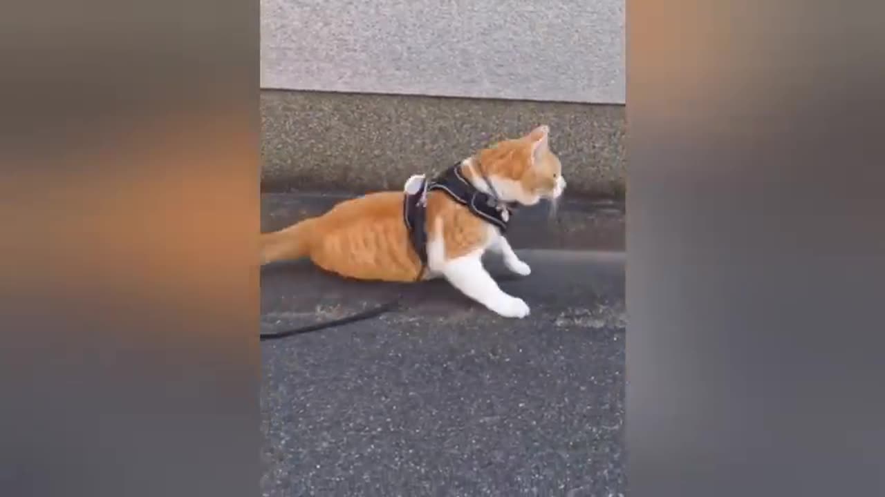 funny cats are perfect mood booster funny extrovert cats