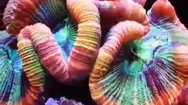 Sea water aquarium coral and fish