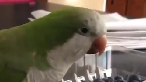 Funny and Smart PARROT