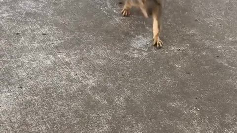 Squirrel comes towards camera to get half a cracker and then runs away to eat it