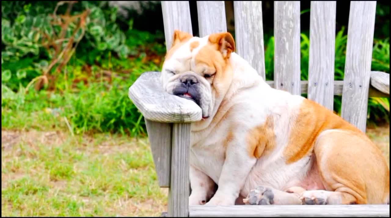 Funny Pets, Funny Cats & Dogs, Cute Cats & Dogs, Best Funny Pets & Animals