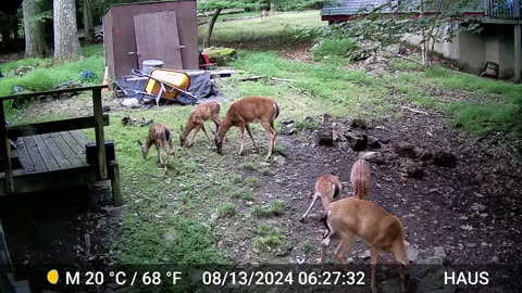 Whitetail Breakfast Time