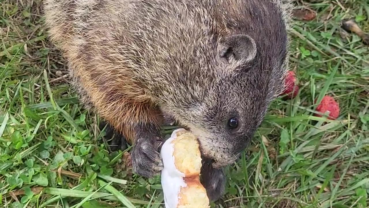 Puddles Ditched Her Strawberries for a Honeybun
