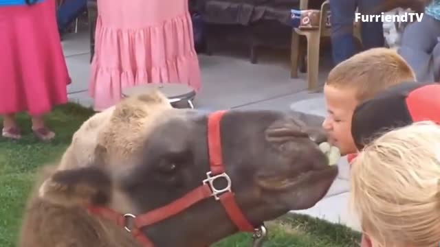 Jj Feeds the Camel Using His Mouth