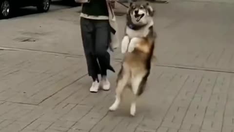 Interesting animal behavior