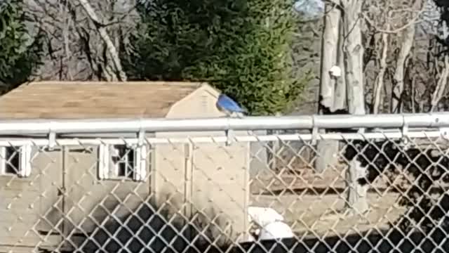 Bluebirds Standing in the Fence