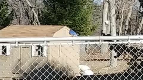 Bluebirds Standing in the Fence