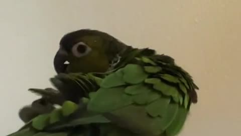 When a little parrot is bored, he can only play with himself