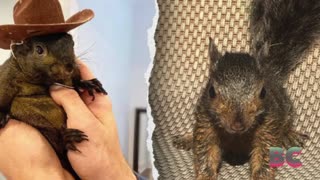 New York state officials seize Instagram-famous squirrel named Peanut from owner