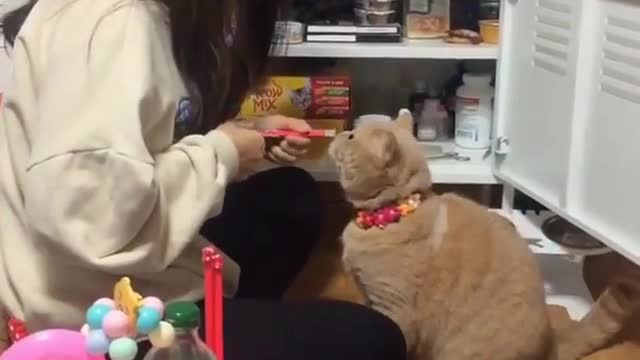 Cat: what is good, let me see