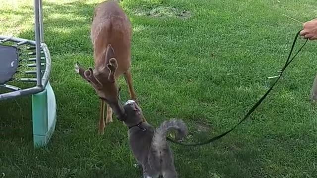 Leo the Cat and Wild Deer are Best Buds