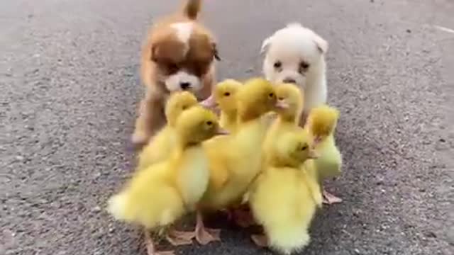 Funny Animal Videos