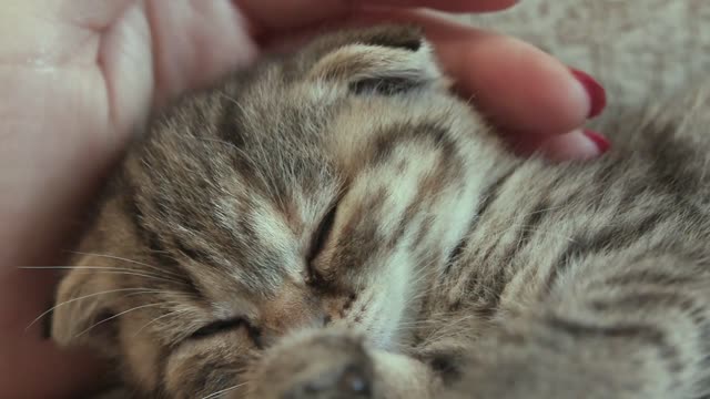 Young woman hugging kitten. stock