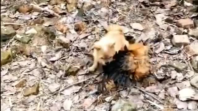 Dog vs Roaster | Funny Video