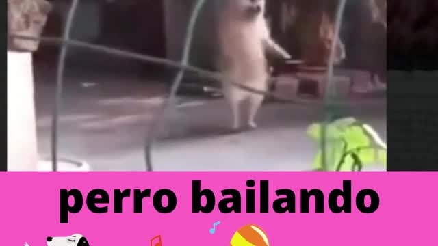 perro bailando