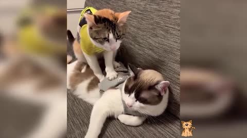 funny cats baby