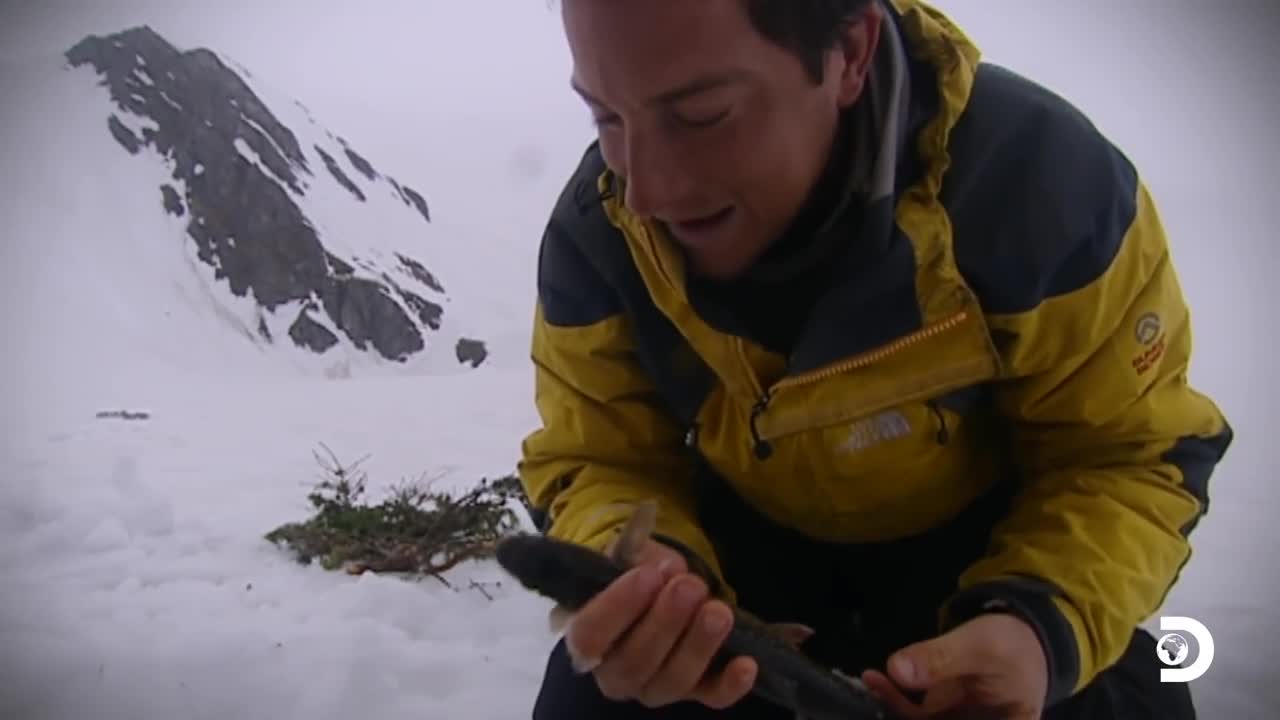 Wild life with bear Grylls