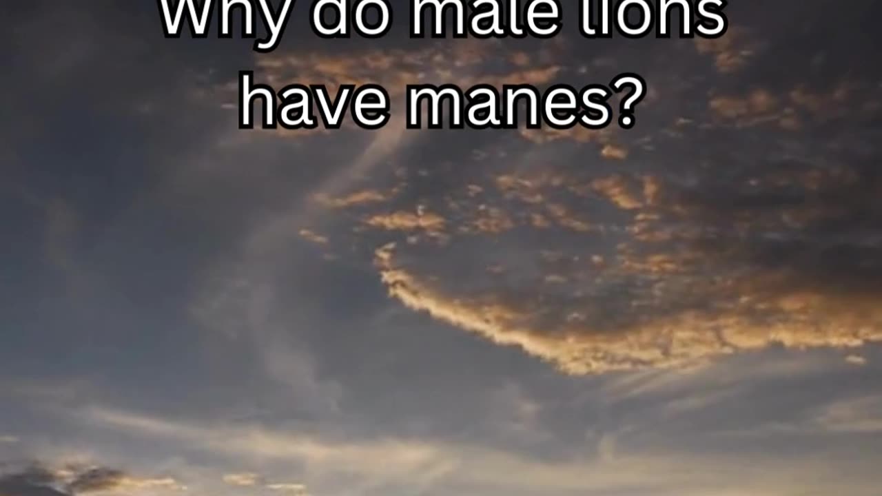 Lion fact 10 - Why do male lions have manes?