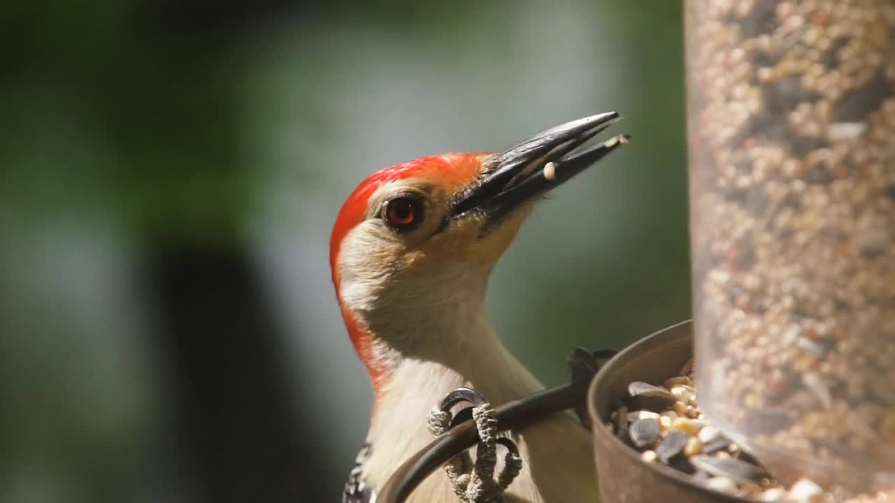 Red-bellied Woodpecker Eating at Bird Feeder and Flies Away