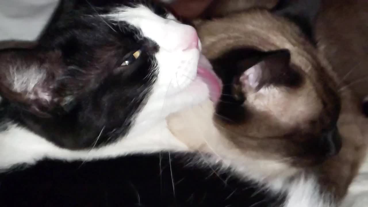 One Cat Slurps Another