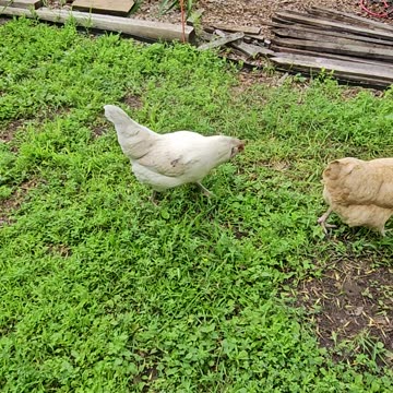 OMC! Whitey is a silly and competitive chicken! #whitey #chicken #hen #silly #competative #shorts