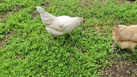 OMC! Whitey is a silly and competitive chicken! #whitey #chicken #hen #silly #competative #shorts