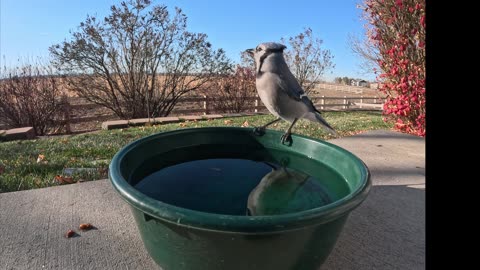 Thirsty Birds