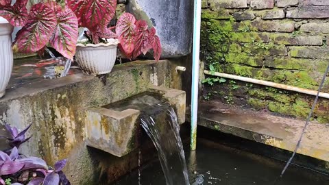 Tilapia and Koi ponds use one water filter