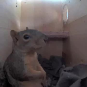 Day in the life of a squirrel