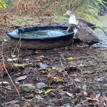 ducks playing with the hose