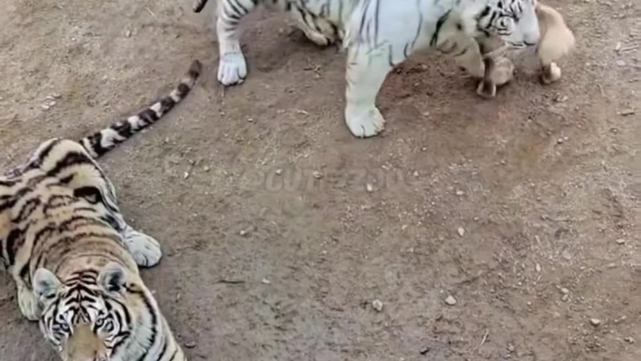Dog and Tiger friends