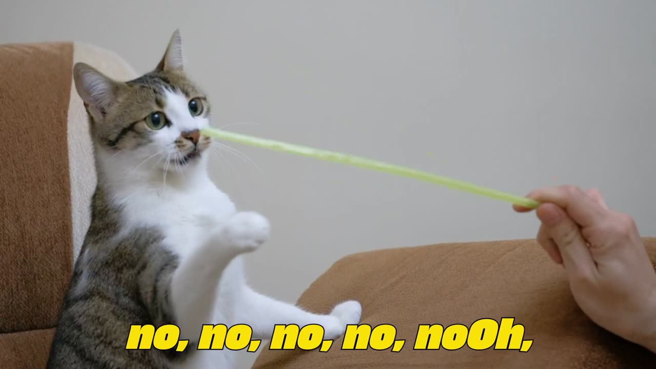 OOh No Cat playing with a straw