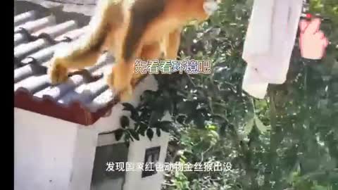 golden monkey on the roof