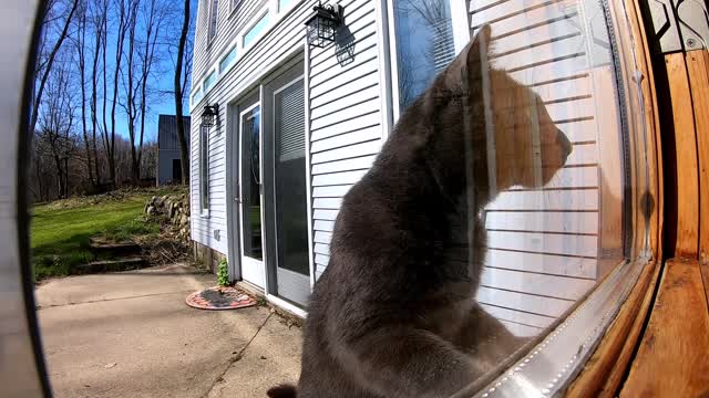 Cat Knocking