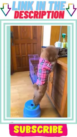 You will Laugh so hard with this funny dogs // Funny Dogs