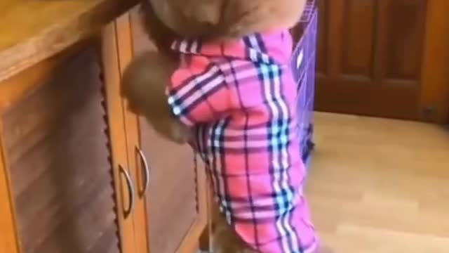 Baby Dogs - Cute and Funny Dog Videos Compilation # 3 | Aww Animals