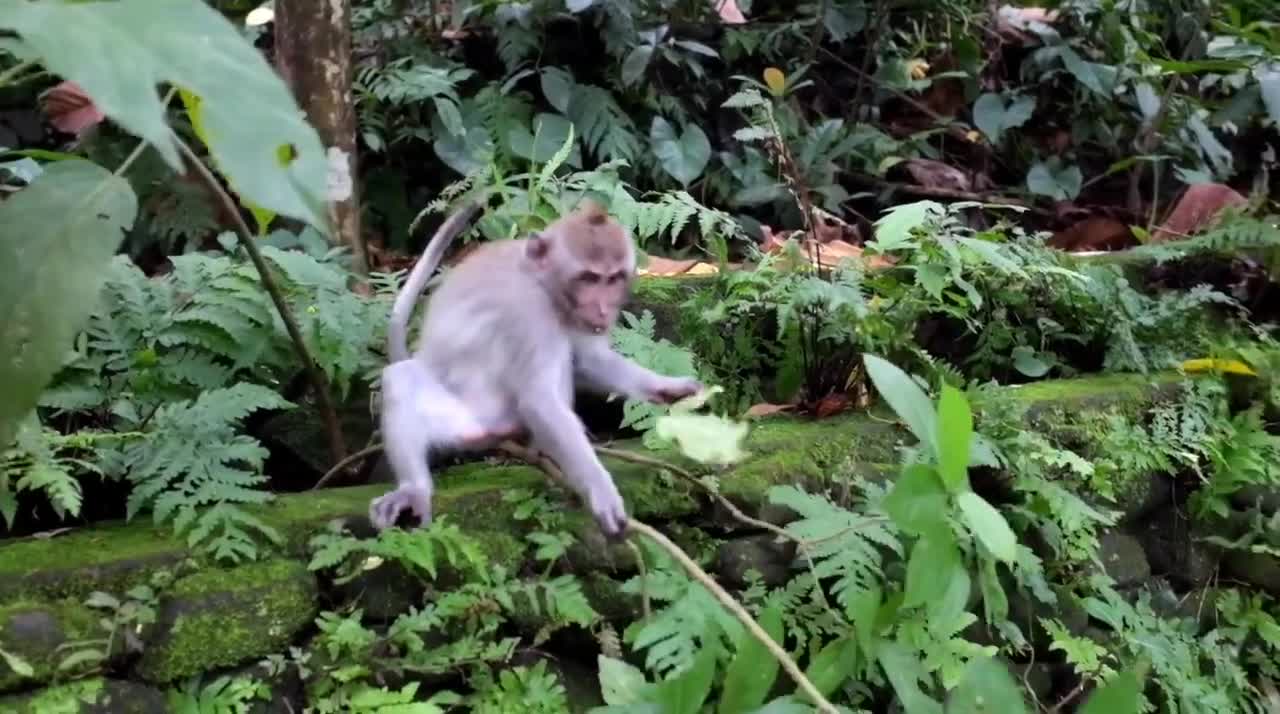 Cute monkey 🐒 and funny videos must watch it.