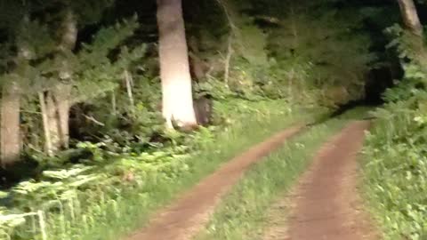 Tarzan World: Black Bear Standoff IN OUR DRIVEWAY