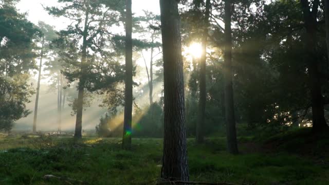 Harp Sleep Music / Forest Ambiance - Woodland Trails | Sleep to a Peaceful Noise