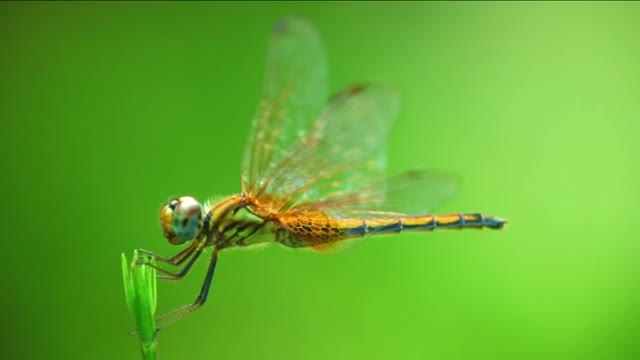 dragonfly