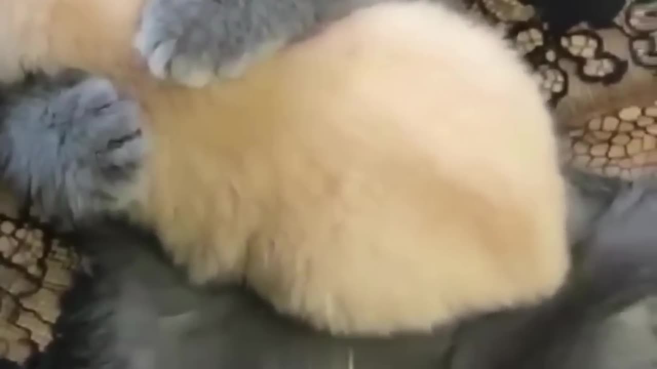 Cat hugs its puppy with love