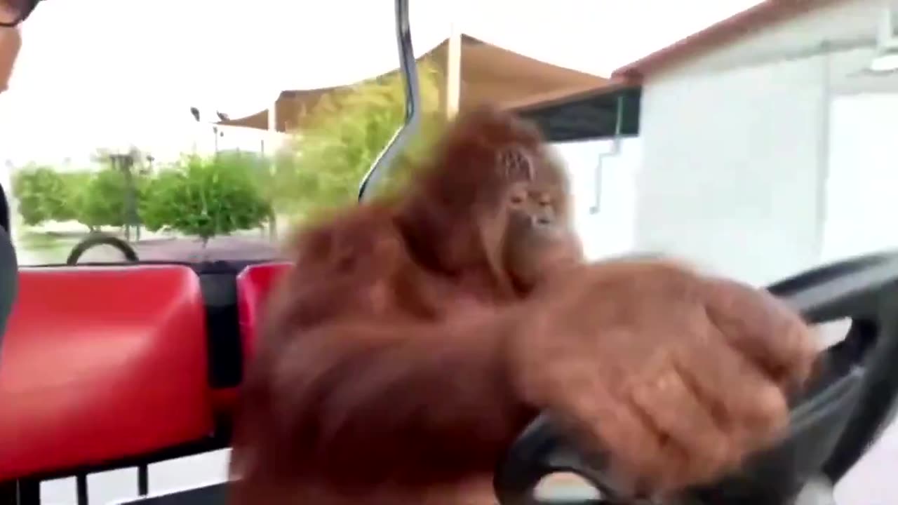 Orangutan learned how to drive