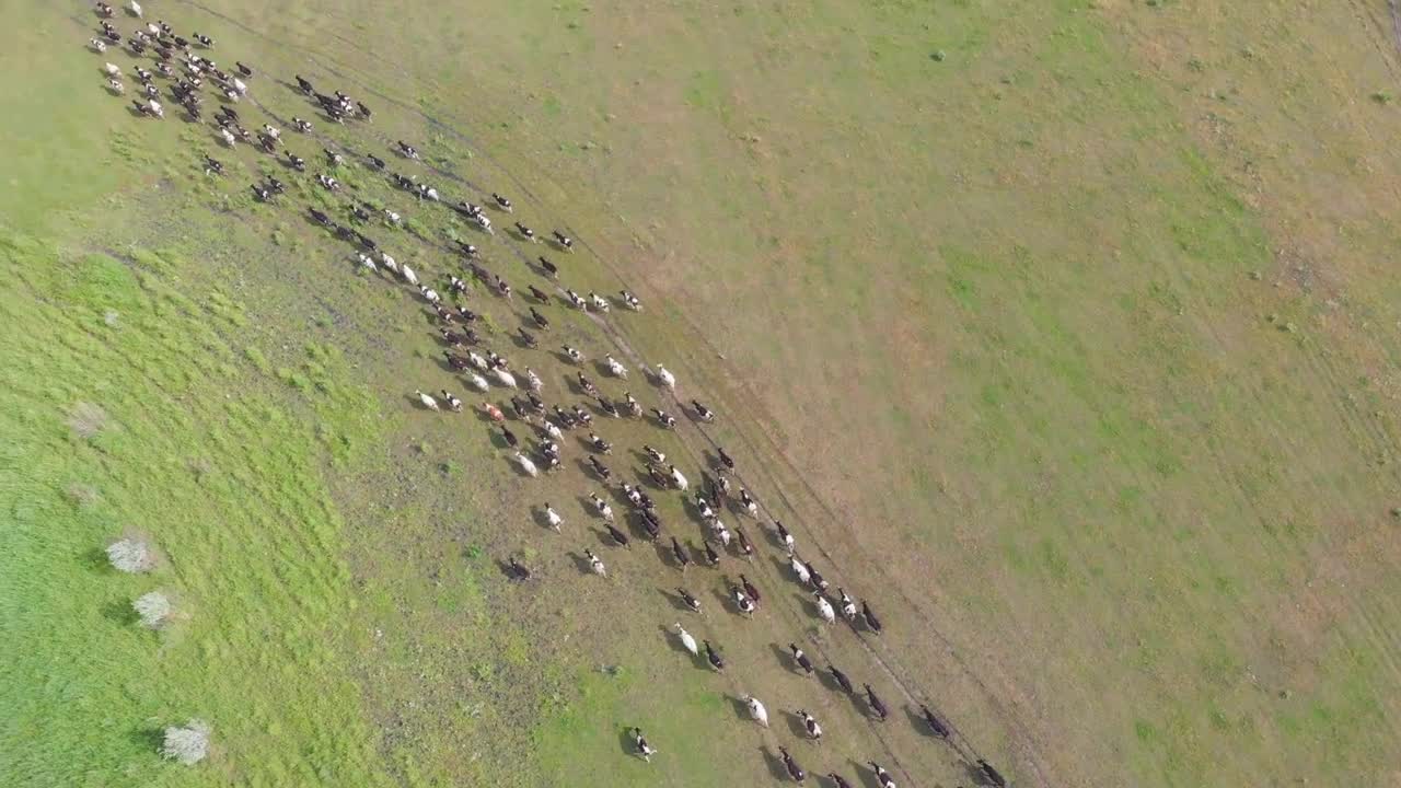 Herd of cows and bulls running down the path on the field