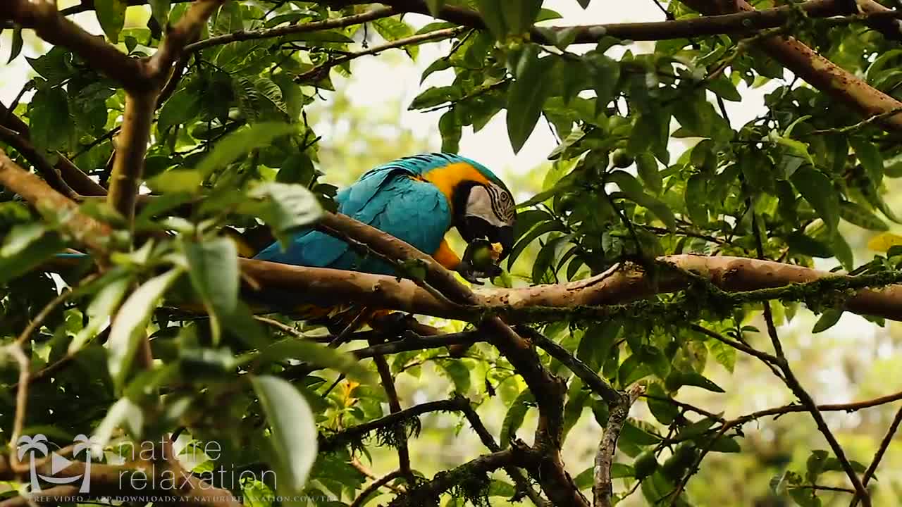 (4K) Breathtaking Colorful Birds of the Rainforest