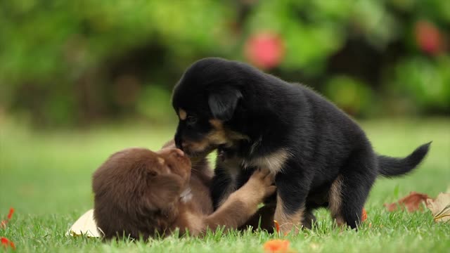 Cachorros jugando