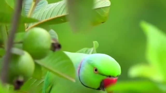 Parrot video